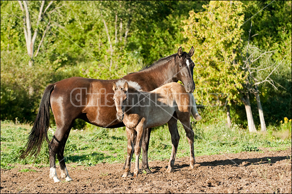 Rocky Mountain Horse