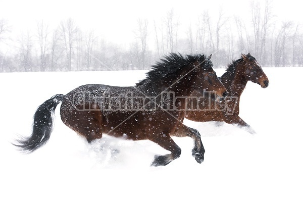 Horses galloping through deep snow