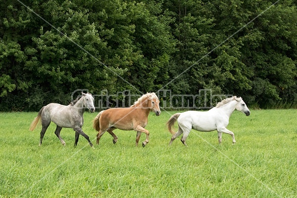 Three horses running and playing in a field
