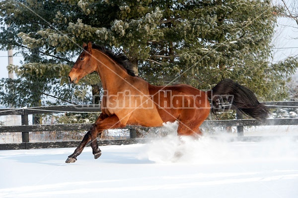 Bay horse galloping through the deep snow