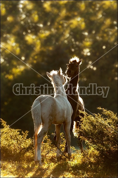 Two Rocky Mountain Horse foals 