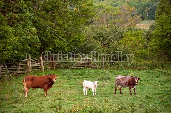 Bull, cow and calf