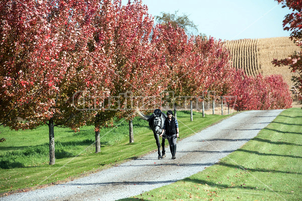 Young woman leading gray horse down driveway surrounded by fall colored leaves
