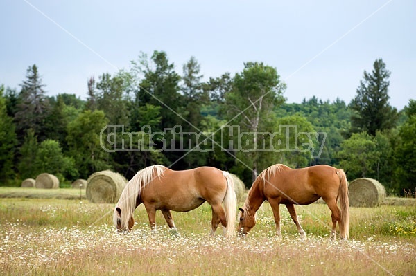 Two Belgian draft horses grazing