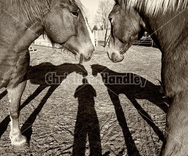 Shadow of person and horses