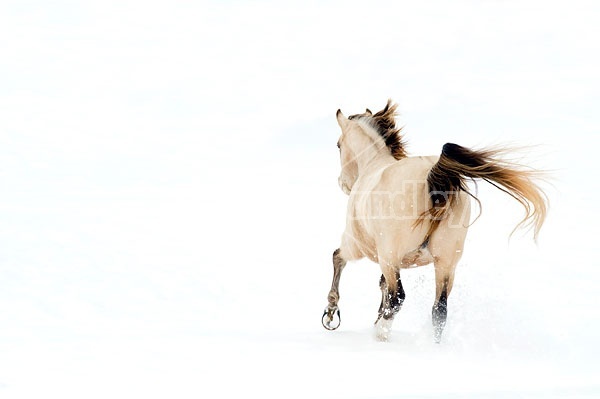 Rocky Mountain Horse Running in Deep Snow