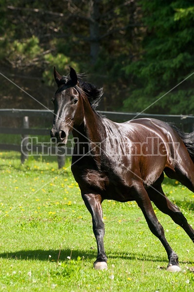 Hanoverian horse gelding