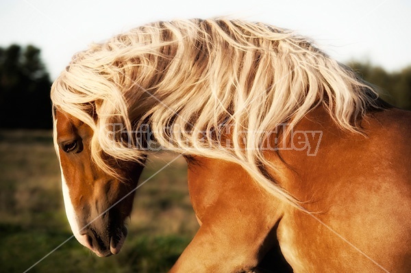 Photo of a belgian draft horse