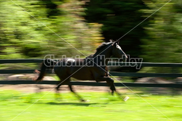 Hanoverian horse galloping around his paddock