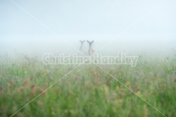 Two deer in a field on a foggy morning.