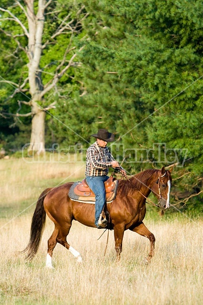 Cowboy Riding Quarter Horse Western Style