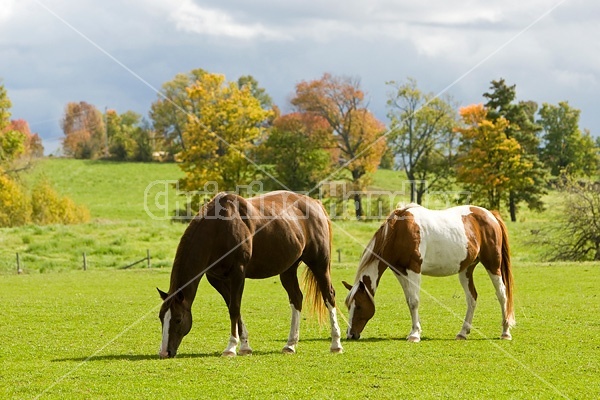 Horses grazing on late summer, early autumn pasture