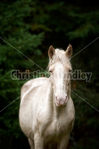 Rocky Mountain Horses