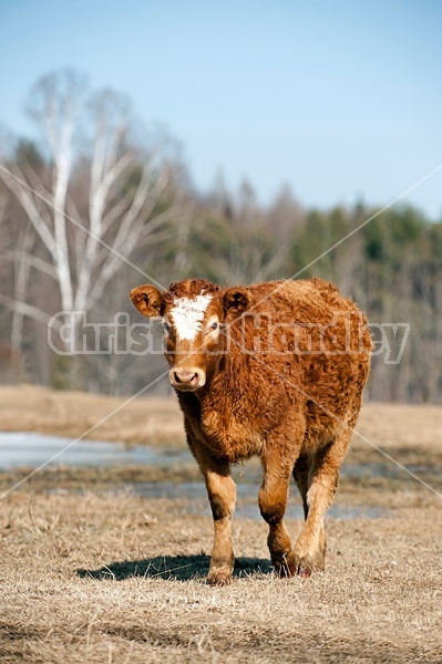 Beef Heifer