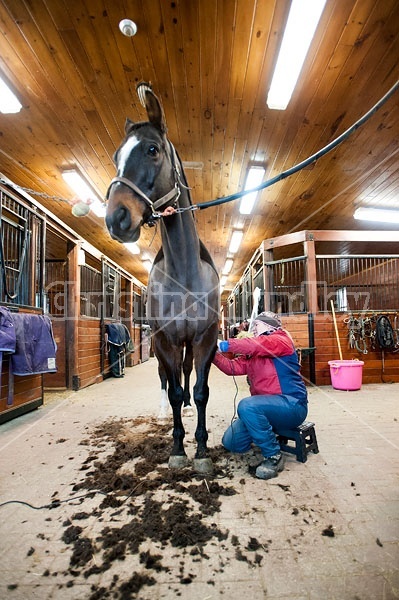 Woman clipping horse