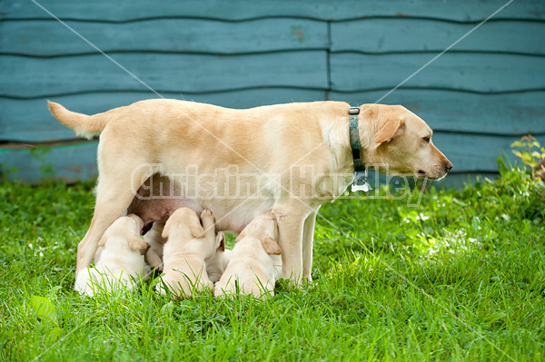 Golden Labrador puppies