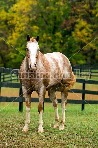 Portrait of Appaloosa horse standing in field