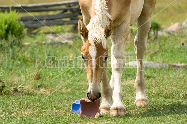 Belgian foals licking salt block.