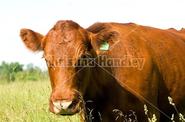 Beef cattle on summer pasture