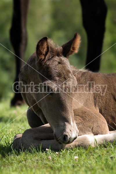 Rocky Mountain Horse mare and foal