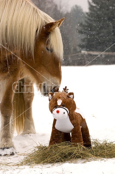 Belgian Draft horse sniffing stuffed pony