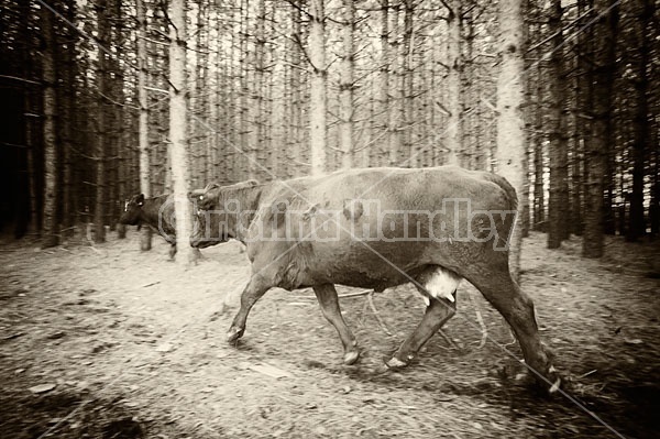 Cattle moving through Red Pine plantation