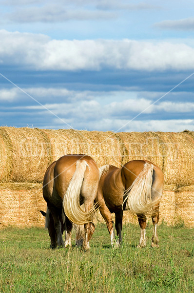 Two Belgian draft horses grazing on summer pasture.