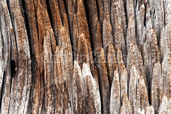 Wooden texture