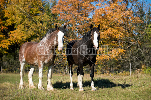 Two horses in the autumn colors