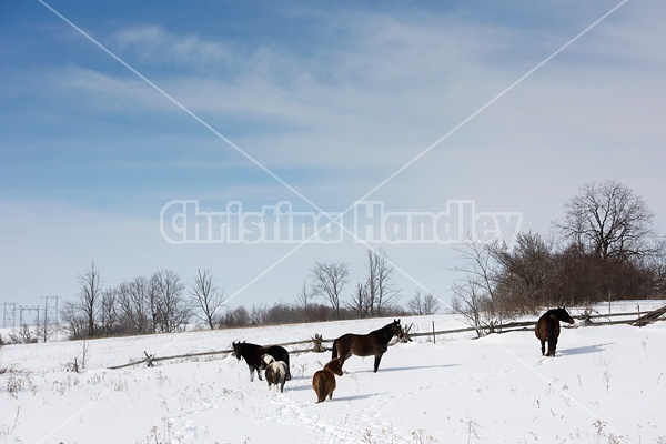 Horses outside in the snow