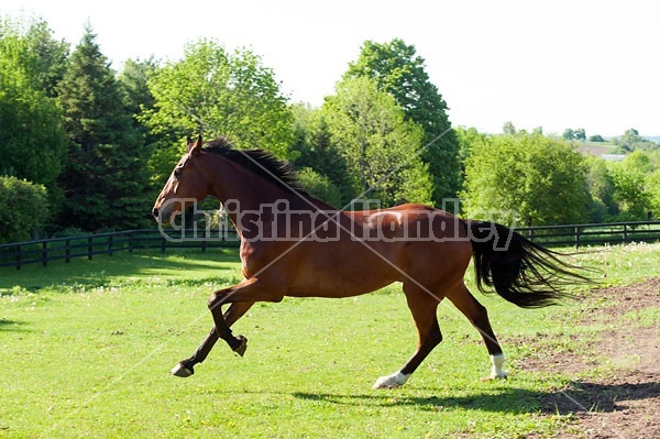 Dutch Warmblood and Thoroughbred cross gelding