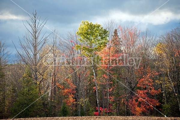 Autumn farm scene