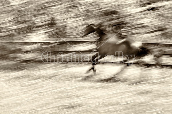 Thoroughbred horse galloping around his paddock