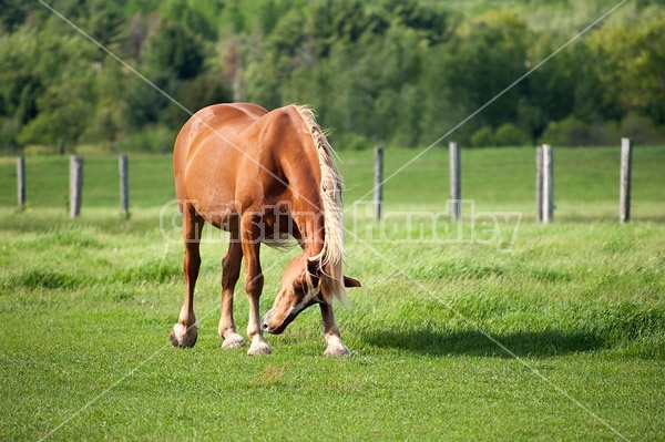 Horse in a pasture field scratching its face on its leg