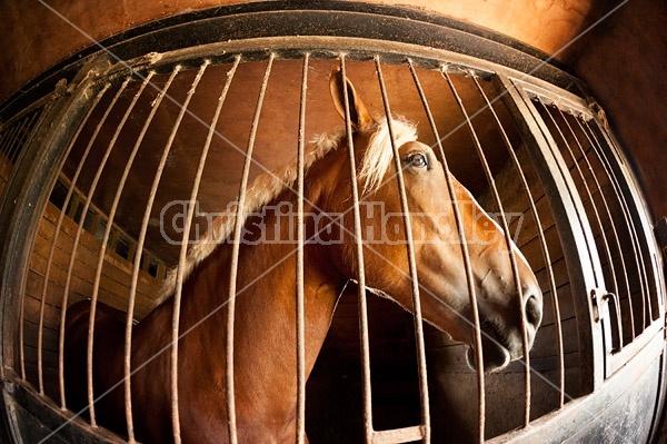 Belgian draft horse standing in a stall inside the barn. Photographed with a fisheye lens