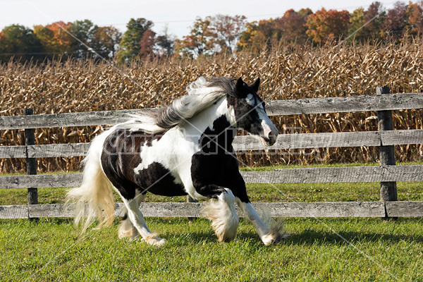 Gypsy Vanner horse