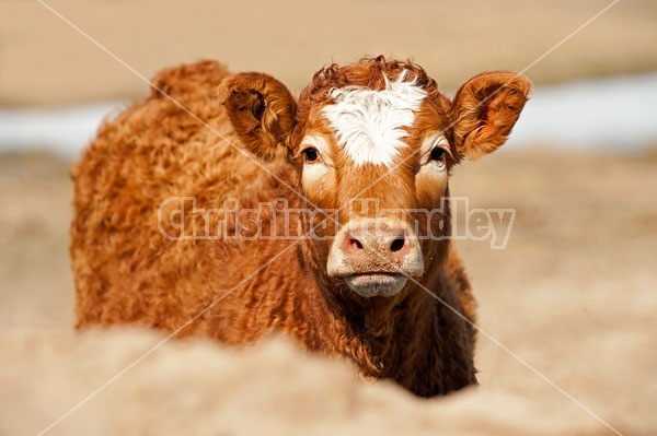 Young Beef Calf