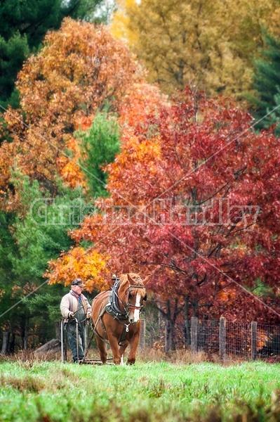 Man driving Belgian draft horse in the fall.