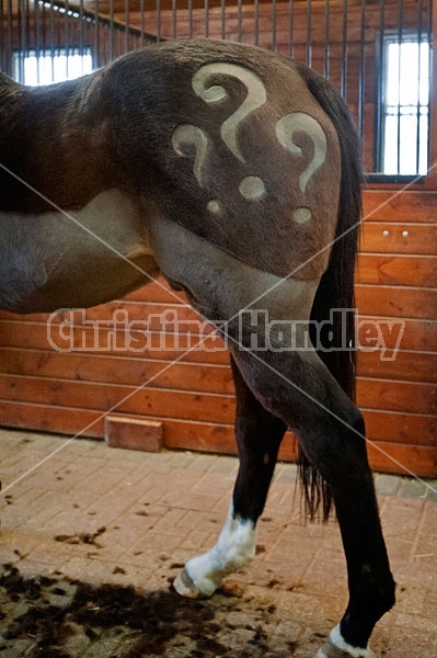 Horse Clipping