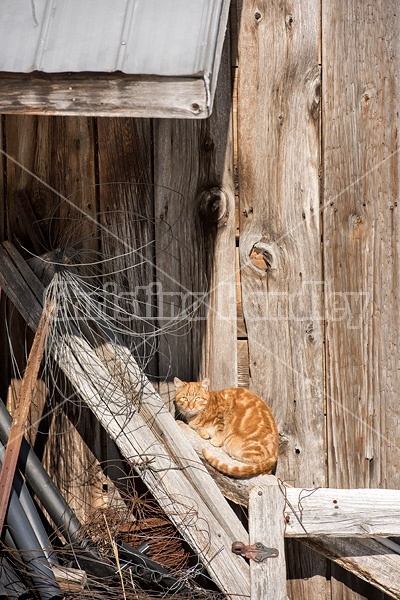 Orange barn cat sitting on wooden gate