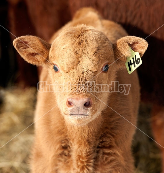 Young Beef Calf