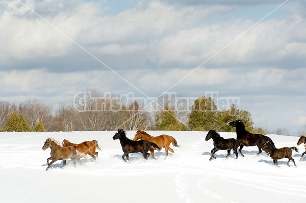 Herd of Rocky Mountain Horses Galloping in Snow