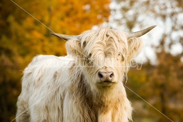 Yearling Highland Cattle on autumn pasture