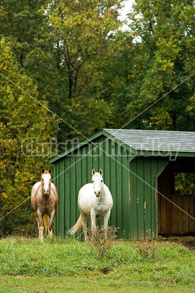 Horse on autumn pasture