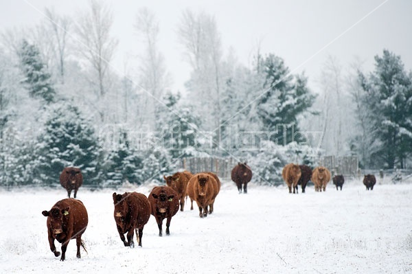 Beef Cattle Walking Through Snowy Field