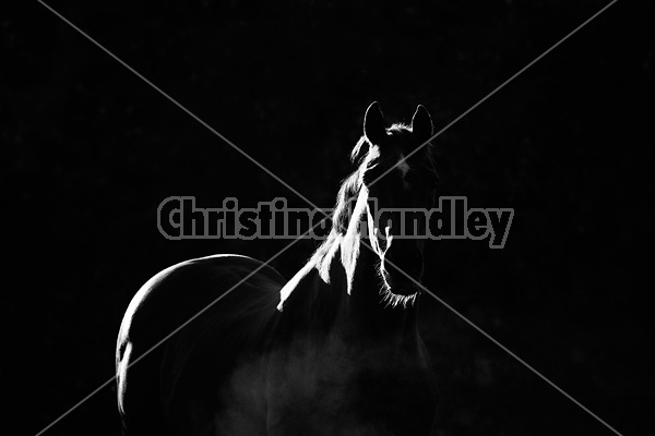 Black and white portrait of a Thoroughbred horse