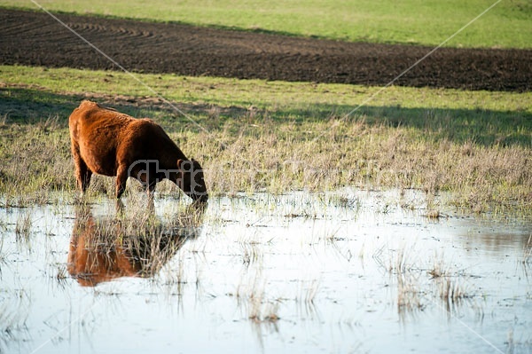 Beef Cow Drinking Water