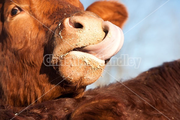 Cow Licking Nose