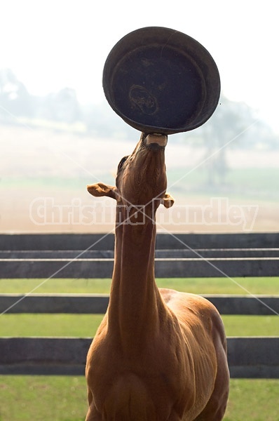 Quarter horse foal