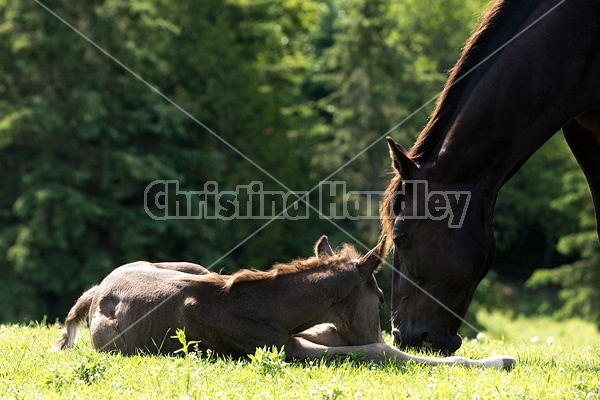 Rocky Mountain Horse mare and foal